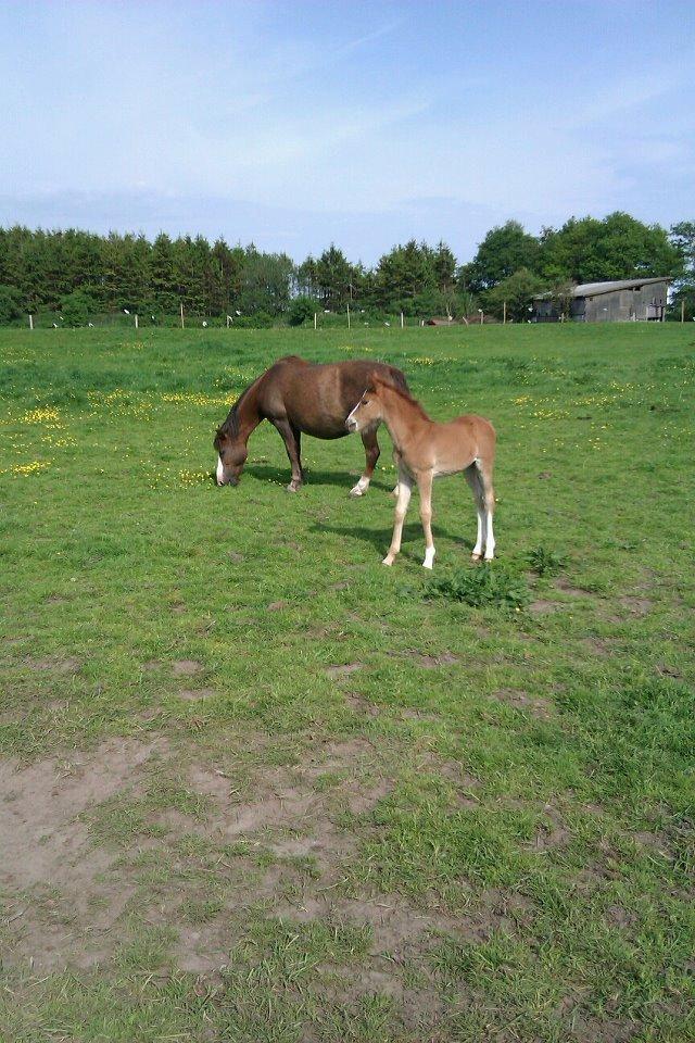 Welsh Cob (sec D) Midnights Magic (himmelhest) billede 7