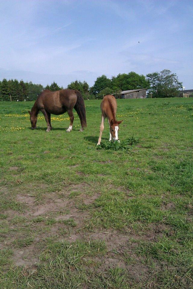 Welsh Cob (sec D) Midnights Magic (himmelhest) billede 8
