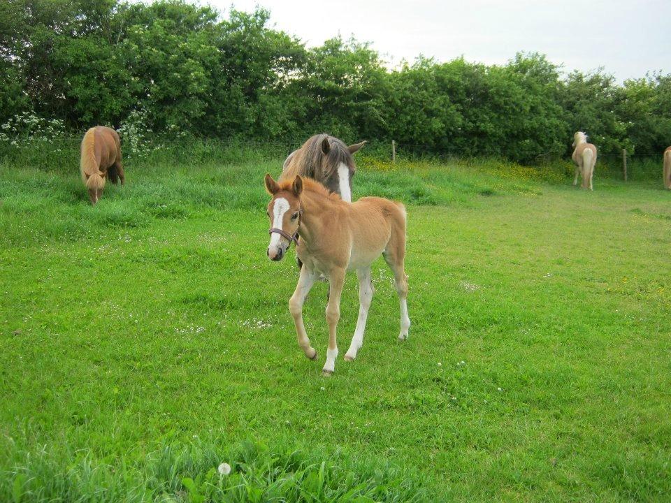 Welsh Cob (sec D) Midnights Magic (himmelhest) billede 9