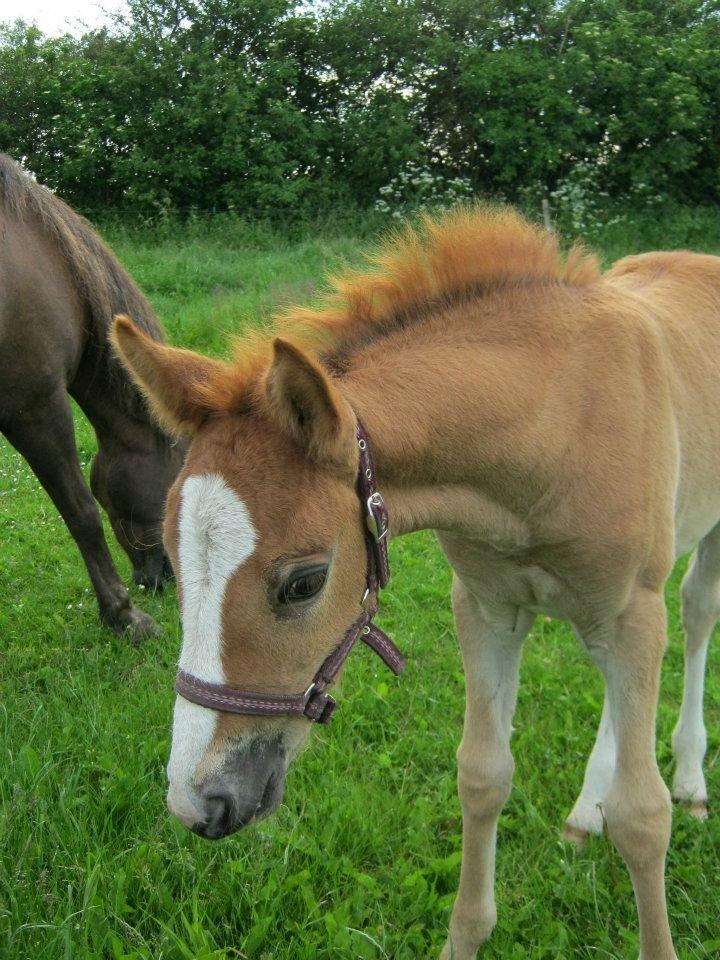 Welsh Cob (sec D) Midnights Magic (himmelhest) billede 10