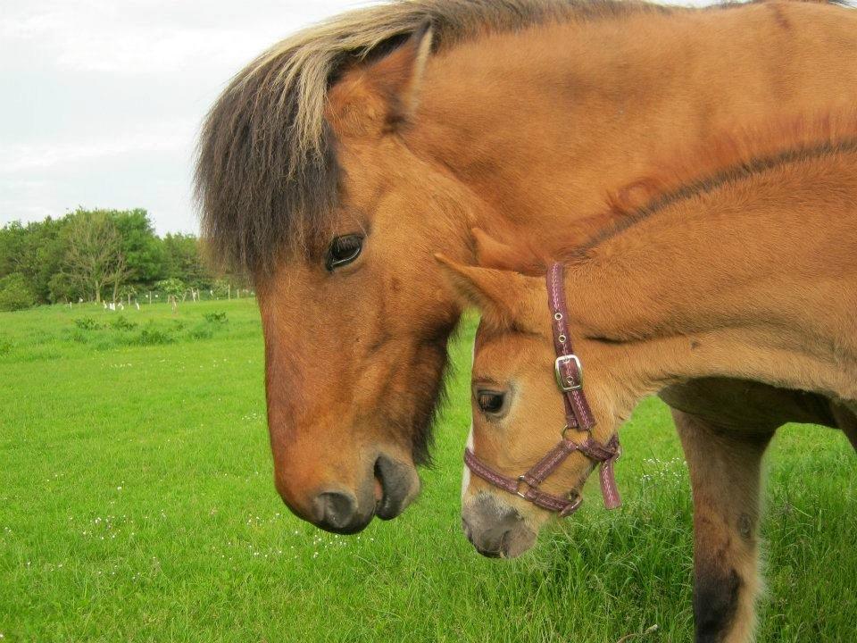 Welsh Cob (sec D) Midnights Magic (himmelhest) billede 11