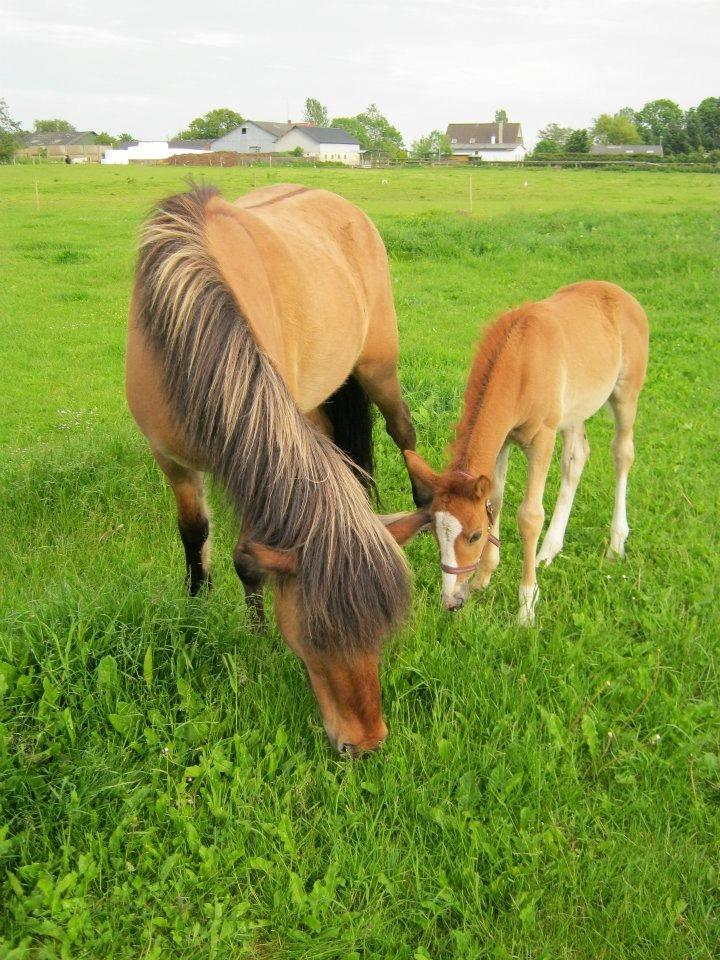 Welsh Cob (sec D) Midnights Magic (himmelhest) billede 12