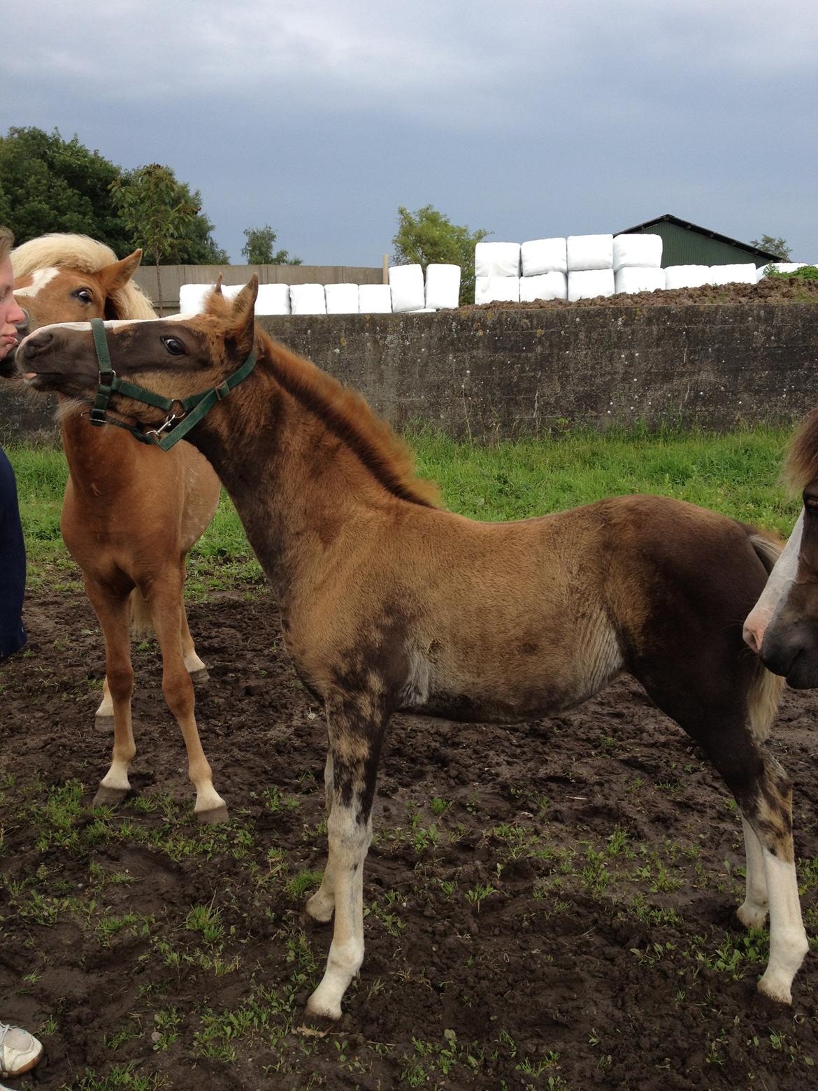 Welsh Cob (sec D) Midnights Magic (himmelhest) billede 13