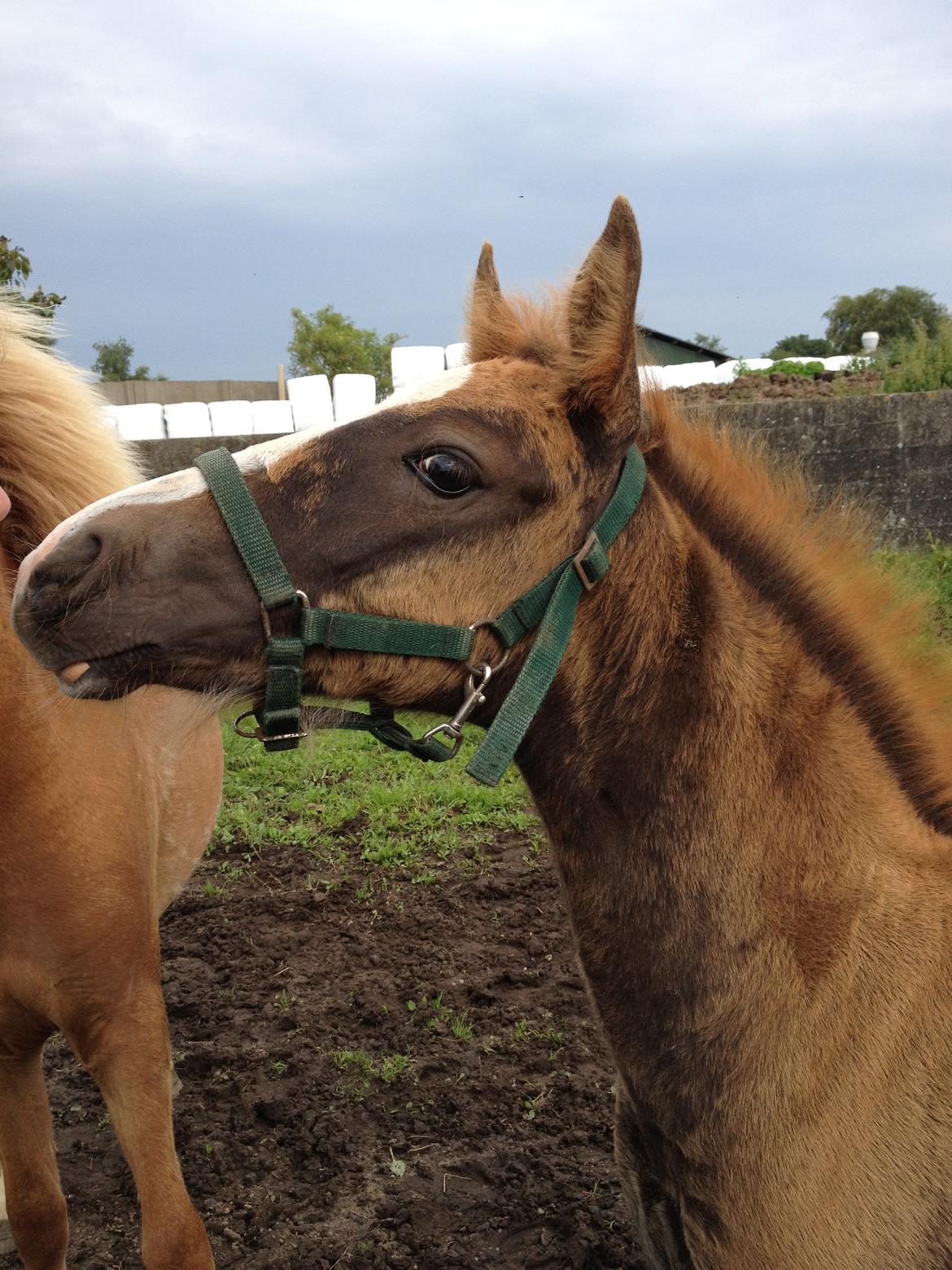 Welsh Cob (sec D) Midnights Magic (himmelhest) billede 14