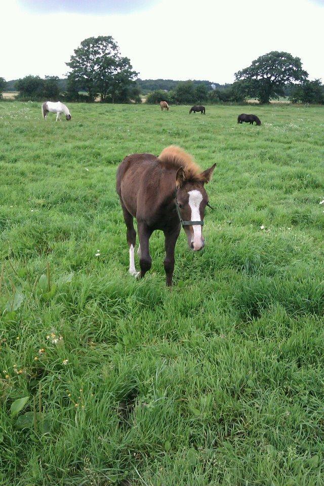 Welsh Cob (sec D) Midnights Magic (himmelhest) billede 15