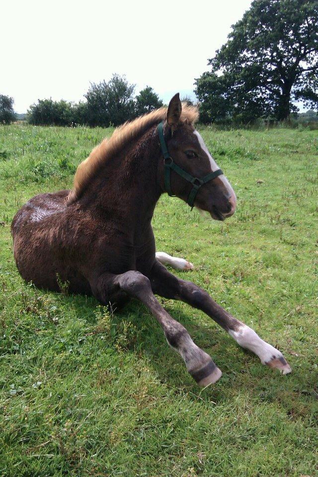 Welsh Cob (sec D) Midnights Magic (himmelhest) billede 16
