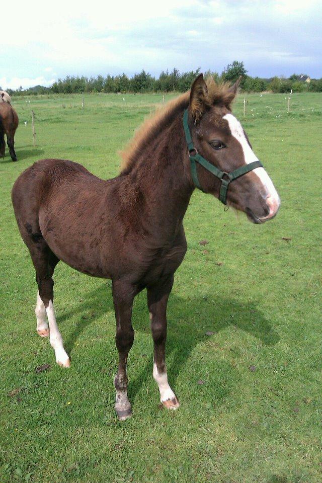 Welsh Cob (sec D) Midnights Magic (himmelhest) billede 17