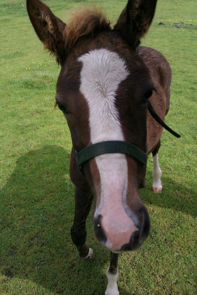 Welsh Cob (sec D) Midnights Magic (himmelhest) billede 18