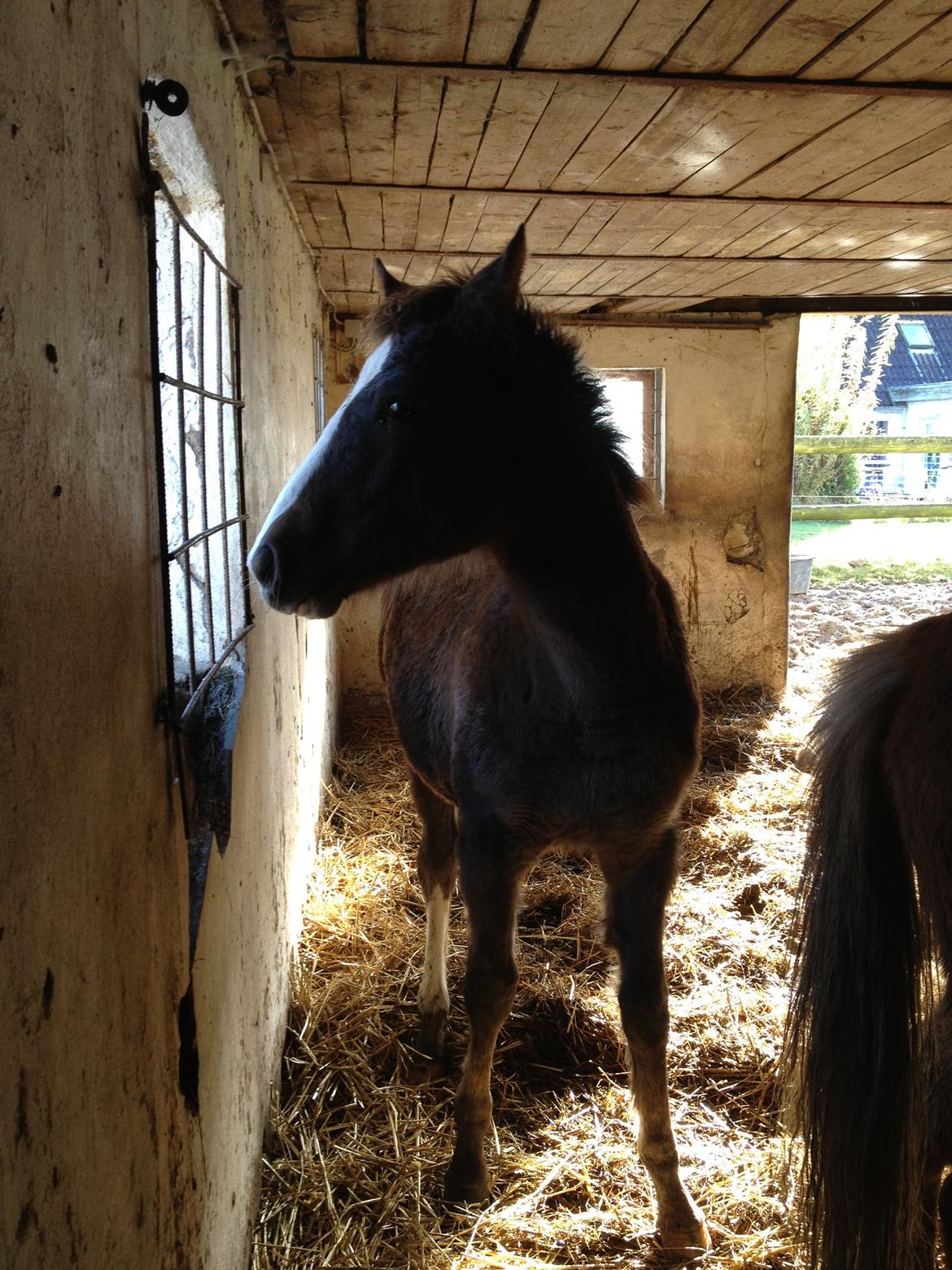 Welsh Cob (sec D) Midnights Magic (himmelhest) billede 19