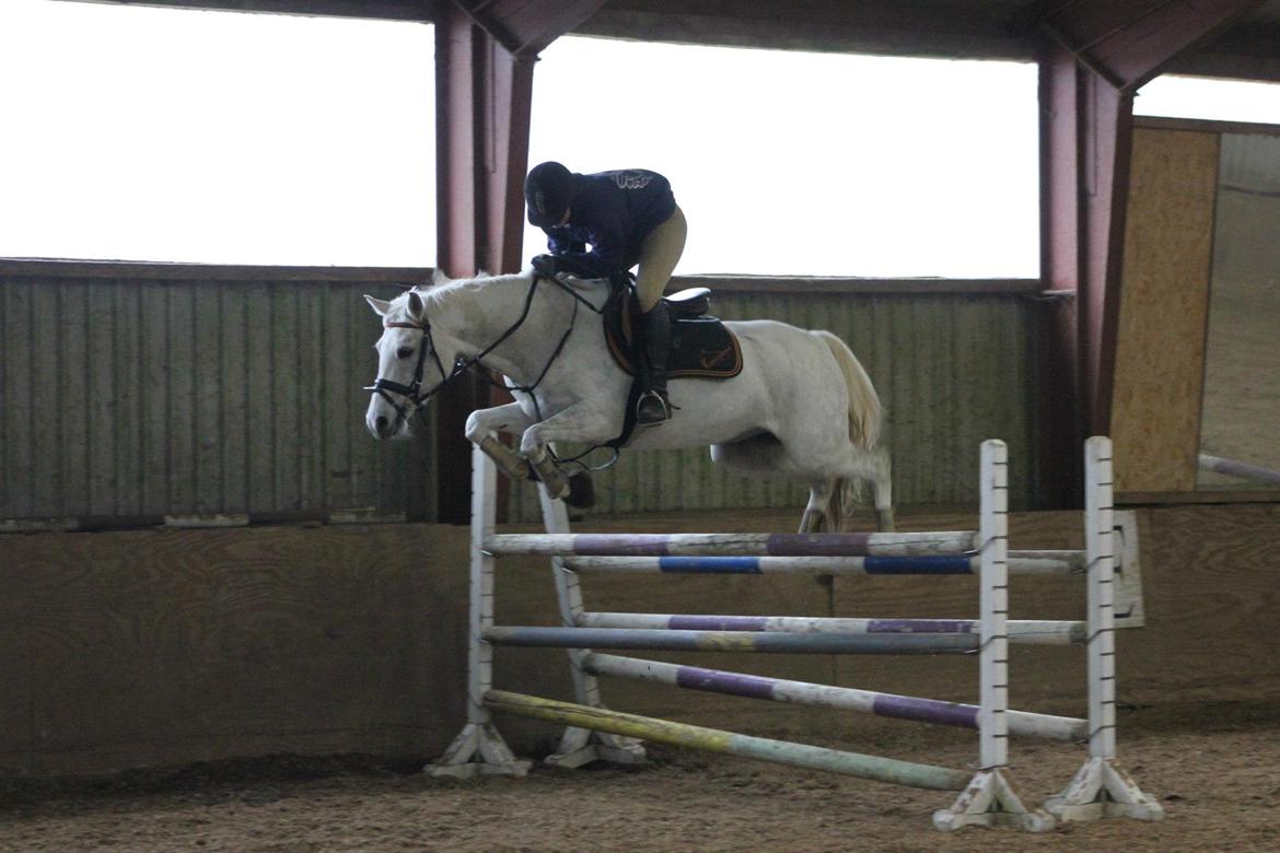 DSP Nørlunds Sally Maree - Sally springer 120 på oxer 10/11-2012, seje pony!! billede 1