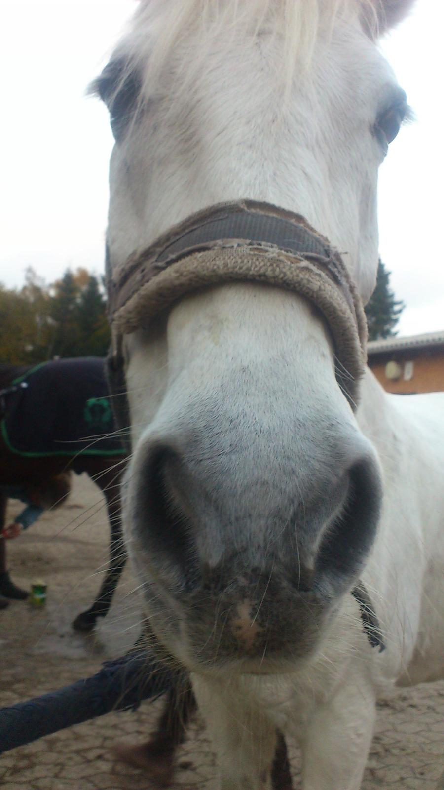 Connemara Flash Point - søde Flash Point <3 billede 3