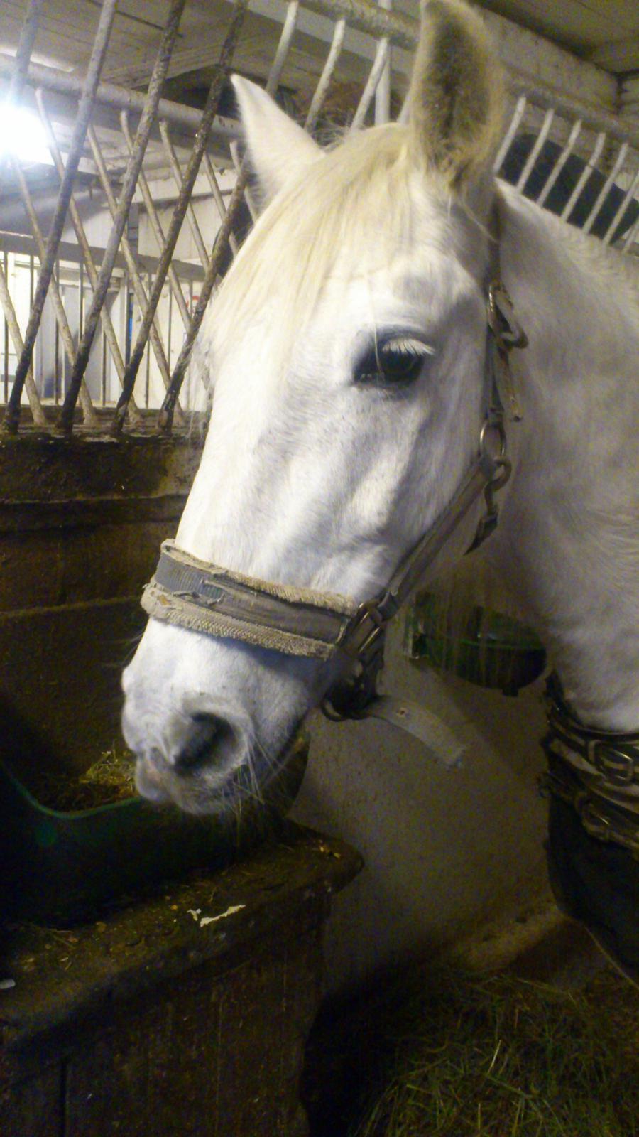 Connemara Flash Point - Flash Point i stalden billede 4