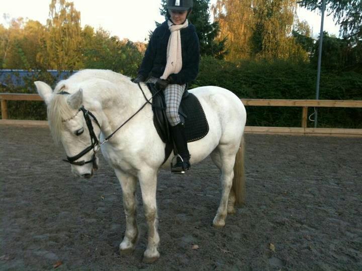 Connemara Flash Point - Mig på Flash Point anden gang jeg rider ham billede 5