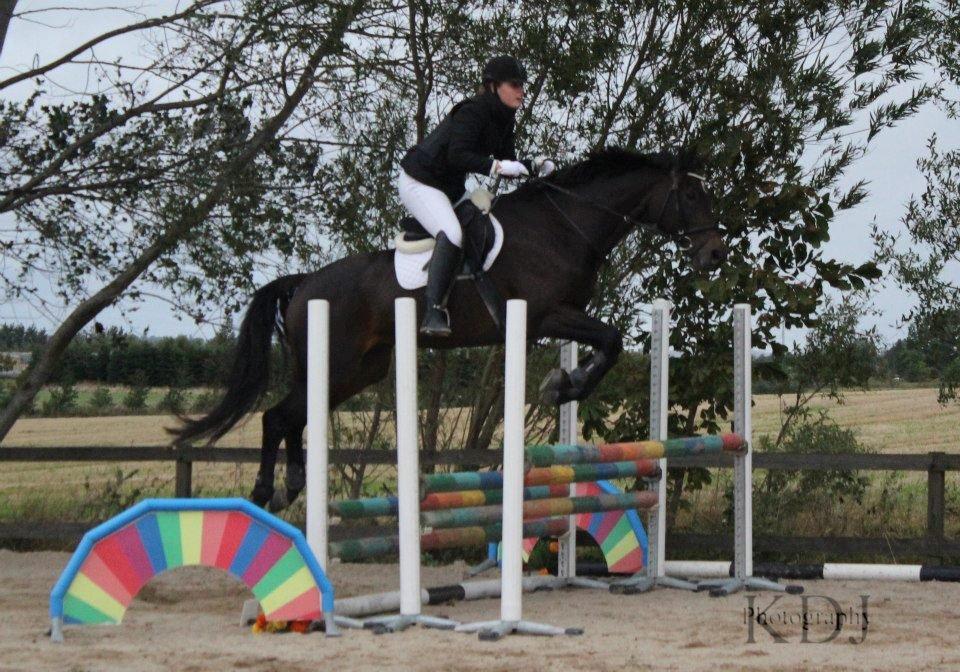 Dansk Varmblod He-Le´s Najda billede 9