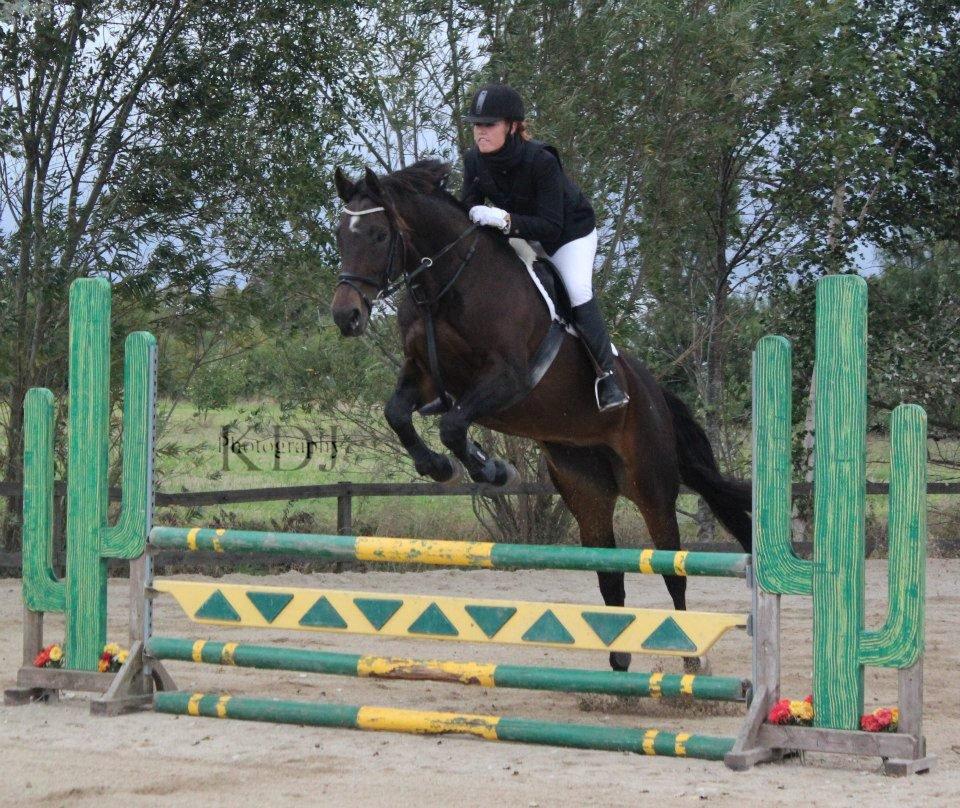 Dansk Varmblod He-Le´s Najda billede 10