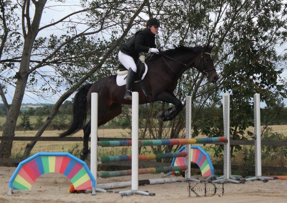 Dansk Varmblod He-Le´s Najda billede 11