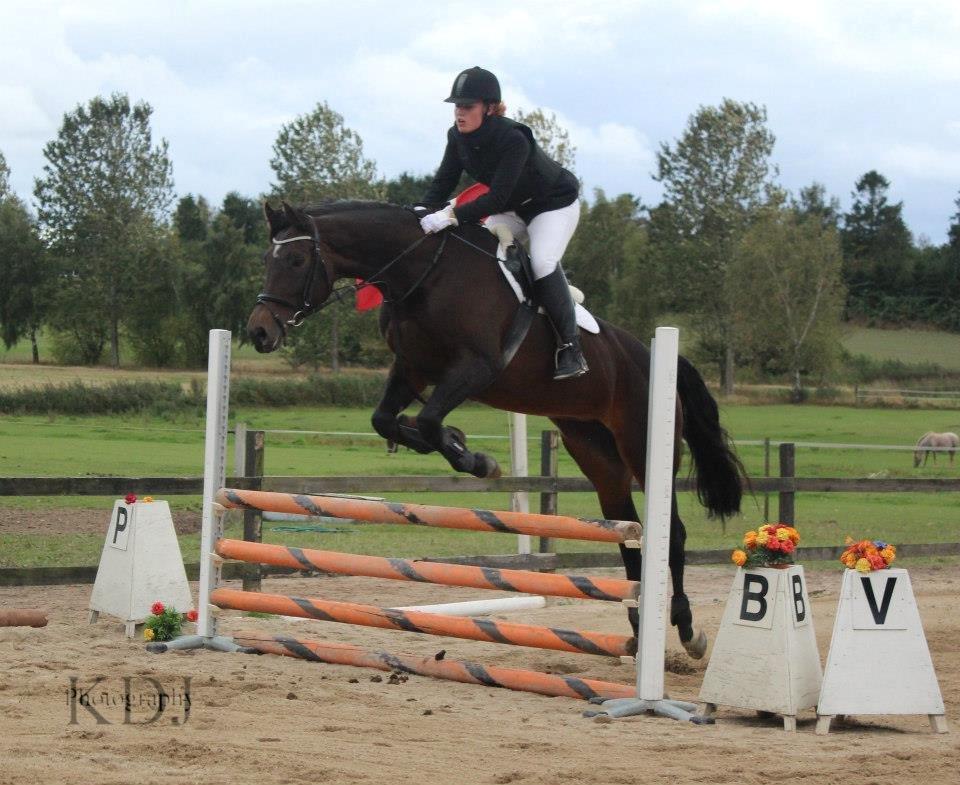 Dansk Varmblod He-Le´s Najda billede 1