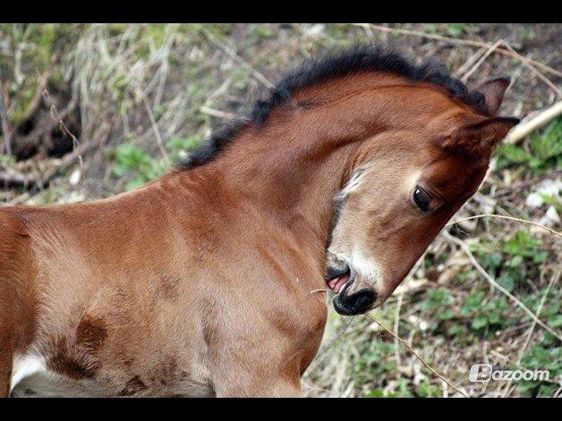 Anden særlig race Willemoes - Smidig eller hva? :) billede 4