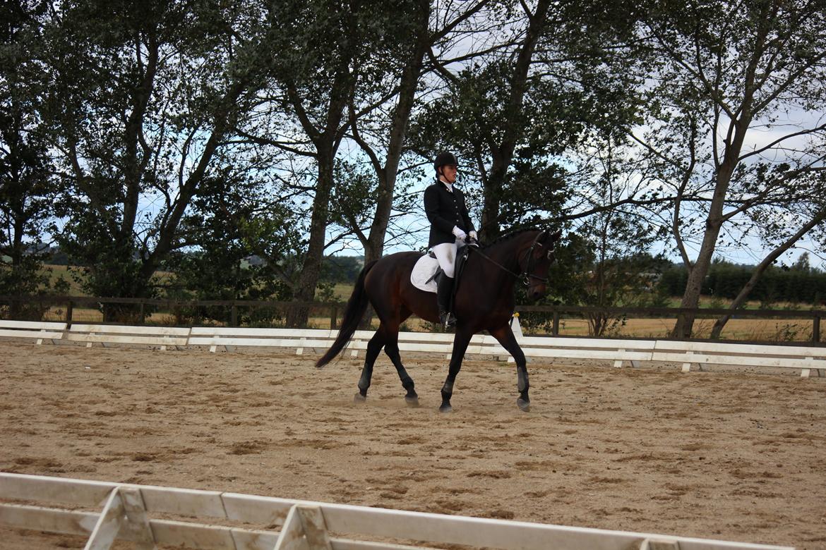 Dansk Varmblod He-Le´s Najda billede 13