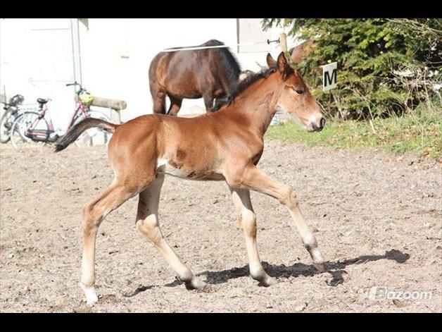 Anden særlig race Willemoes - Se mig!! billede 9