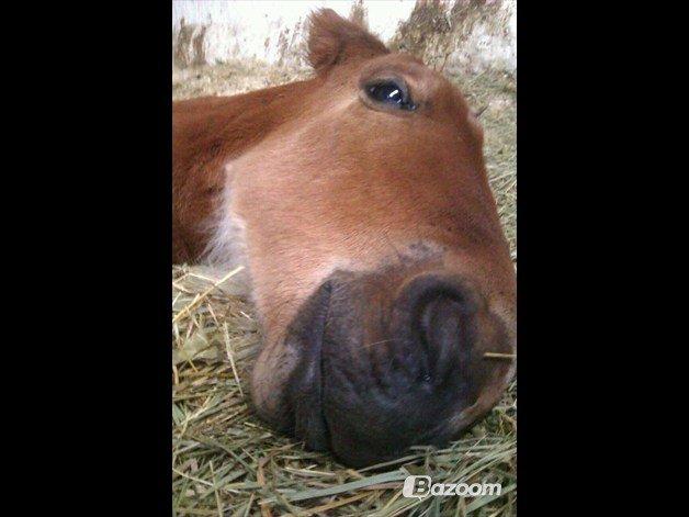 Anden særlig race Willemoes - Zzzzz Zzzzz Zzzzz billede 10