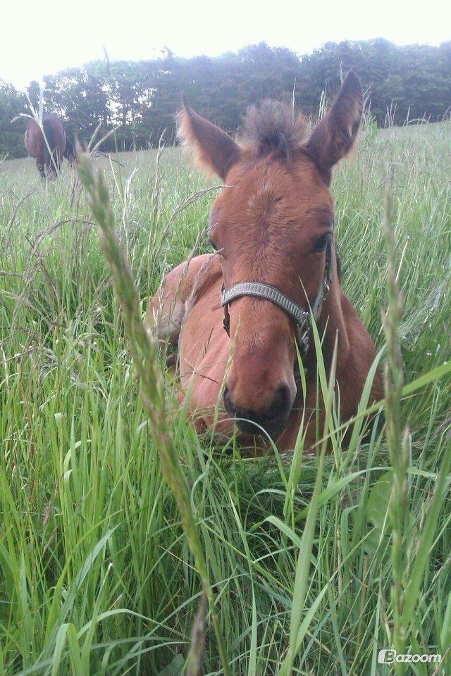 Anden særlig race Willemoes - Hygger billede 14