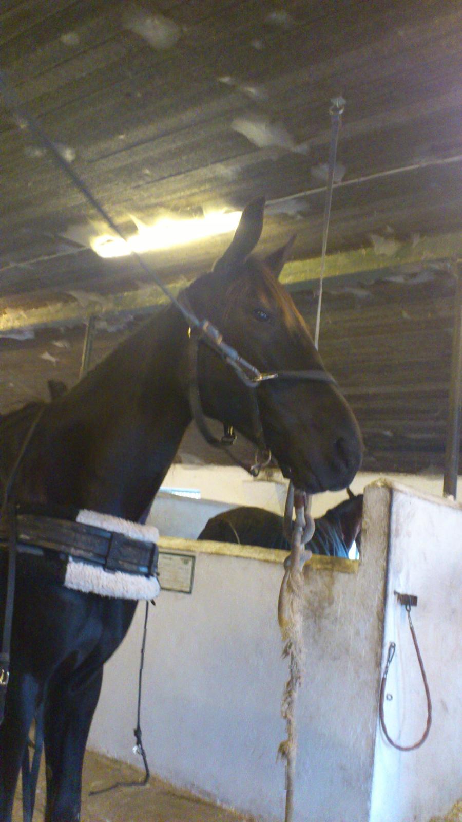 Traver Trendy Simoni ¤Leveret tilbage¤ - Klar til dagens intervaltræning med søster (: billede 9