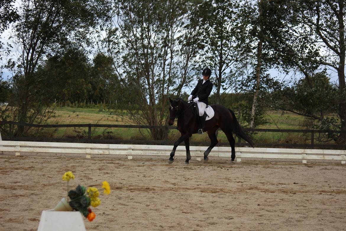 Dansk Varmblod He-Le´s Najda billede 14