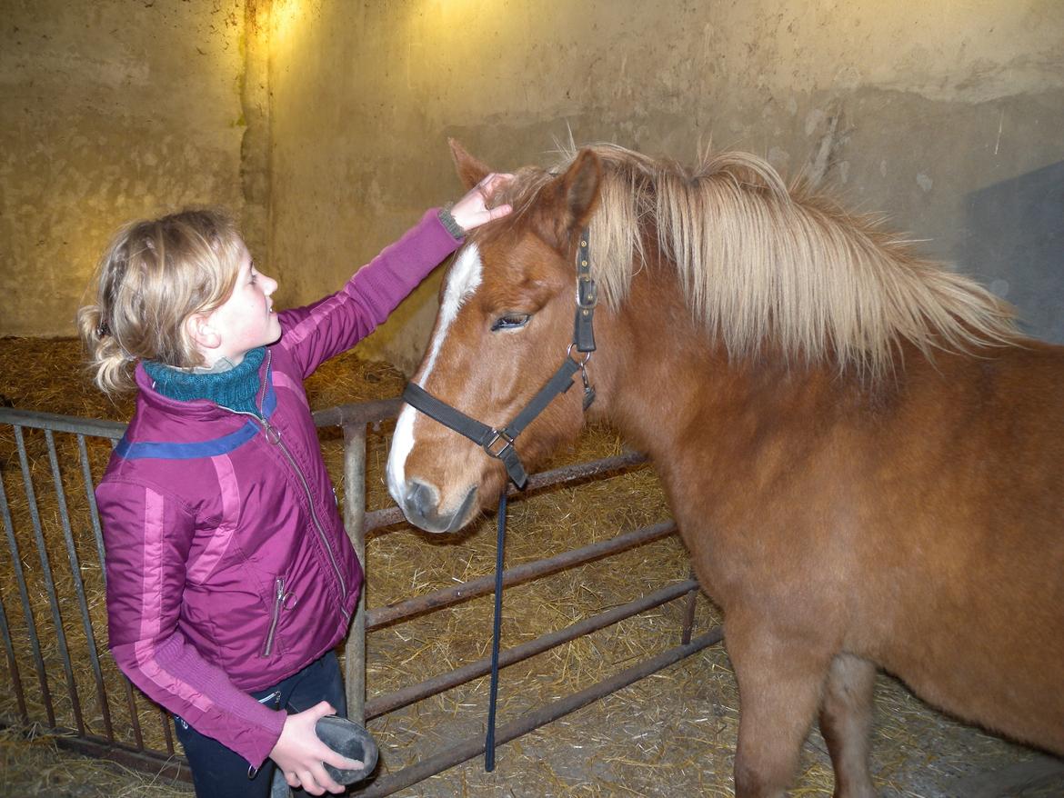 Islænder Dufa fra Caspers Gård billede 9