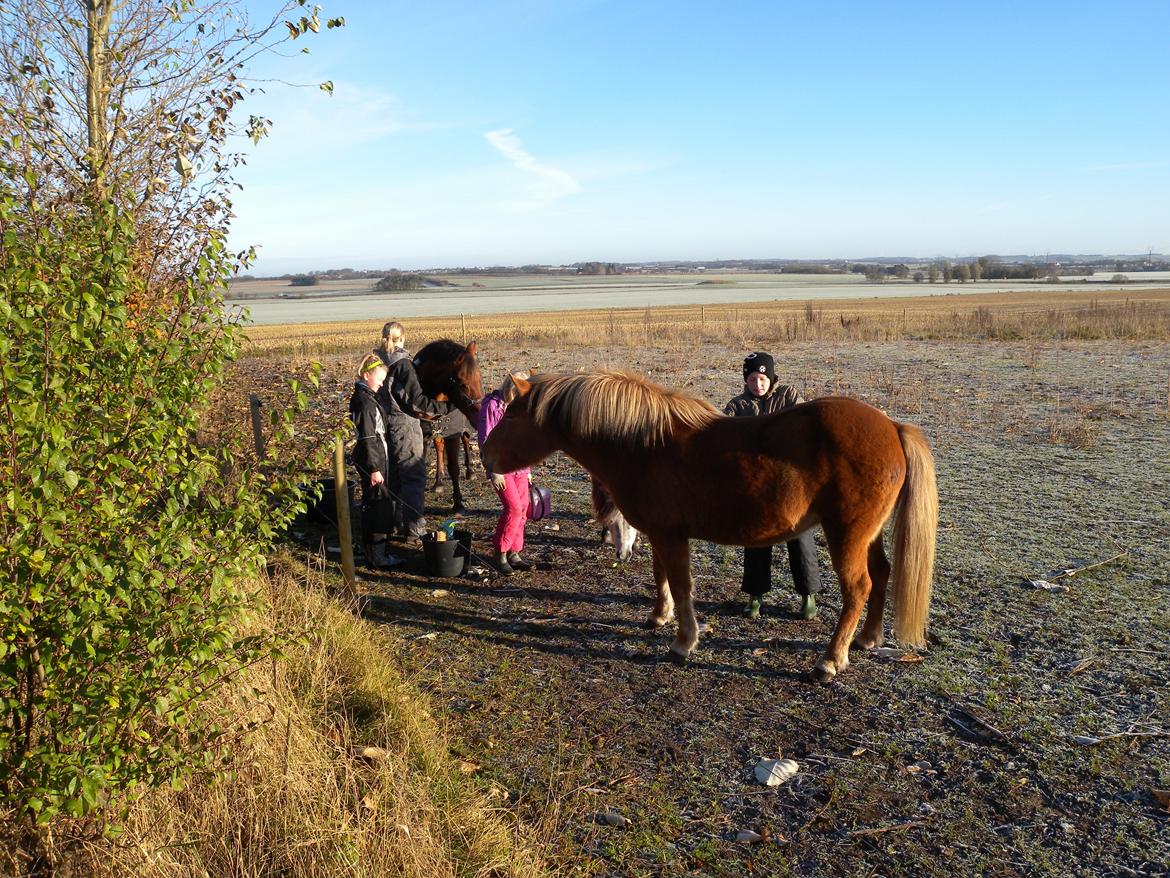 Islænder Dufa fra Caspers Gård billede 5