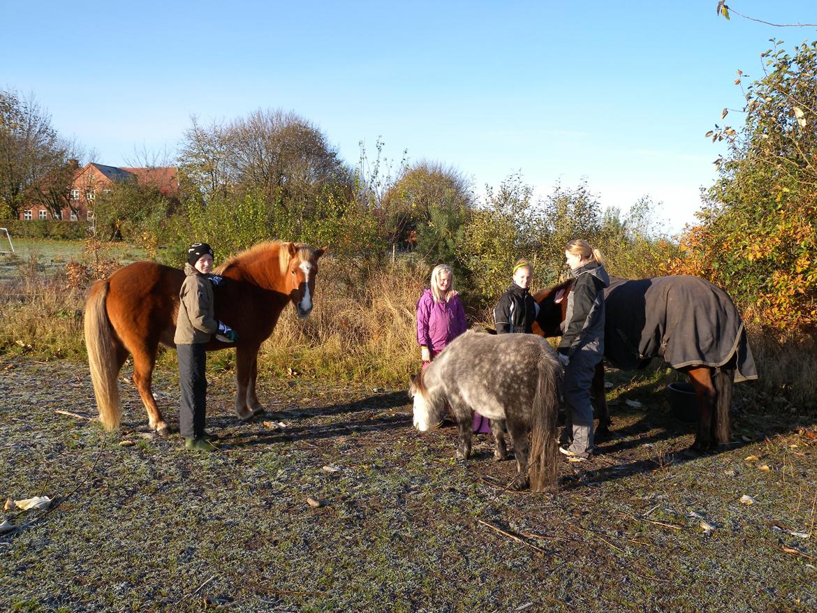 Islænder Dufa fra Caspers Gård billede 6