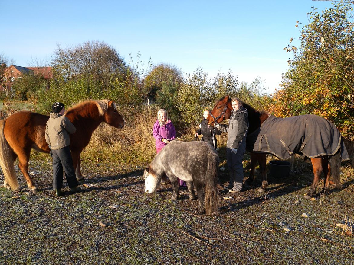 Islænder Dufa fra Caspers Gård - Hygge på folden billede 3
