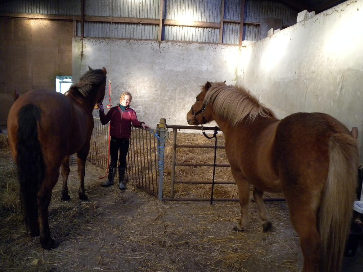 Islænder Dufa fra Caspers Gård billede 7