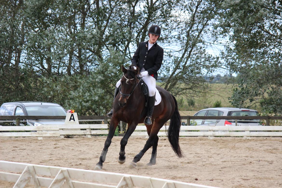 Dansk Varmblod He-Le´s Najda billede 15