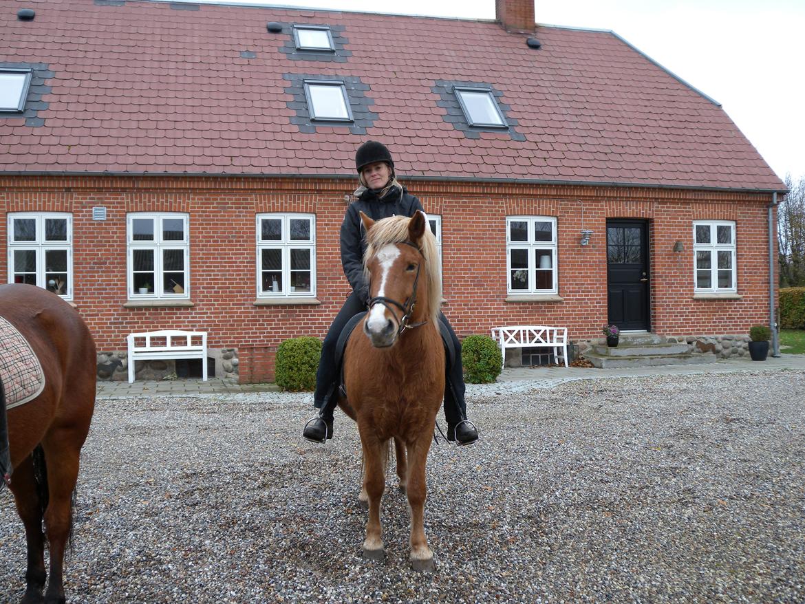 Islænder Dufa fra Caspers Gård billede 1