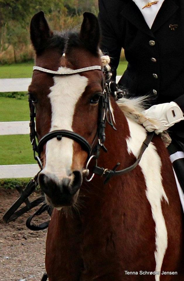 Pinto Bontje<3 (SOLGT) billede 12