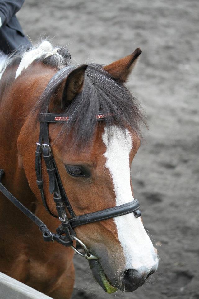 Pinto Bontje<3 (SOLGT) billede 2