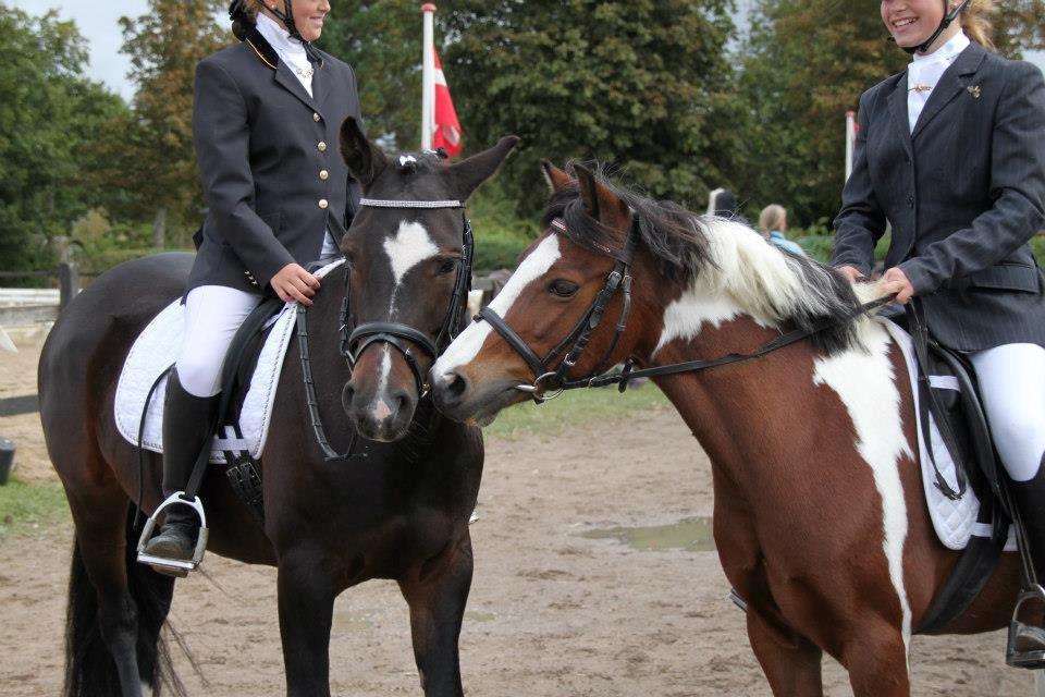 Pinto Bontje<3 (SOLGT) - kys mig bijou <33 billede 5