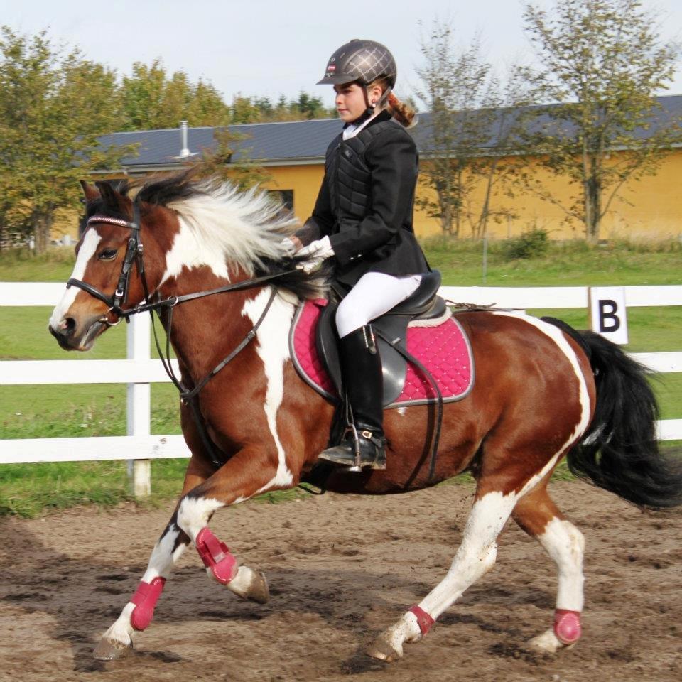 Pinto Bontje<3 (SOLGT) billede 13