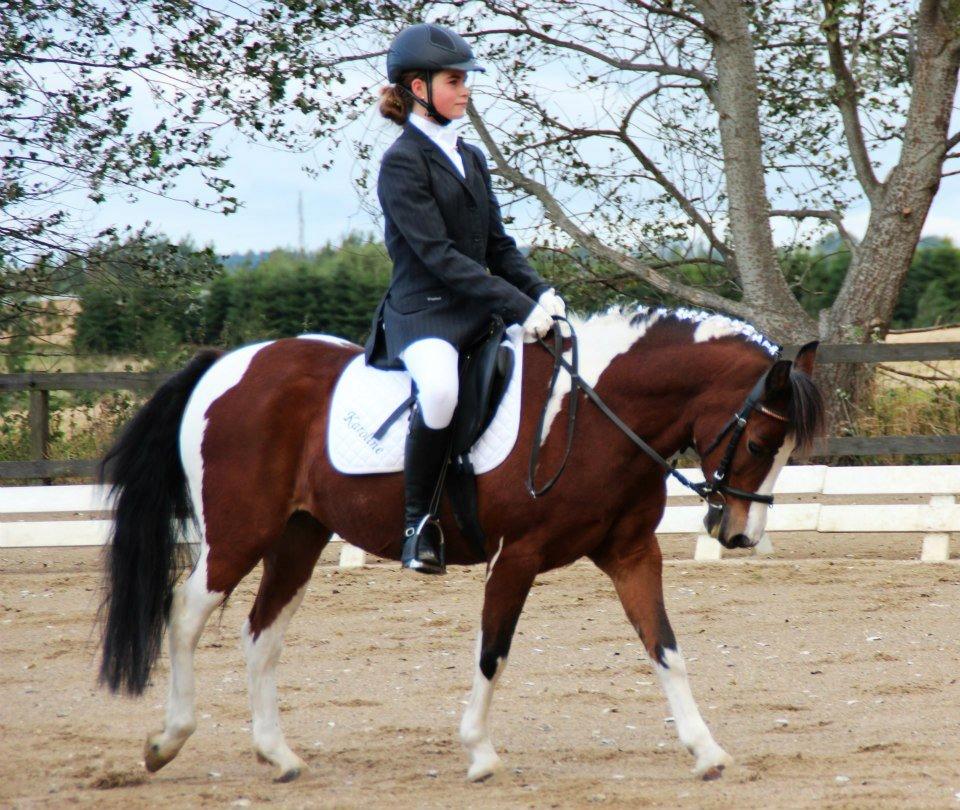 Pinto Bontje<3 (SOLGT) - fin dressur :-) billede 7