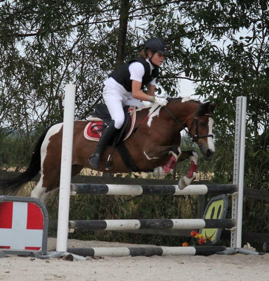 Pinto Bontje<3 (SOLGT) - mig uden bøjle springer 70 cm XD billede 4