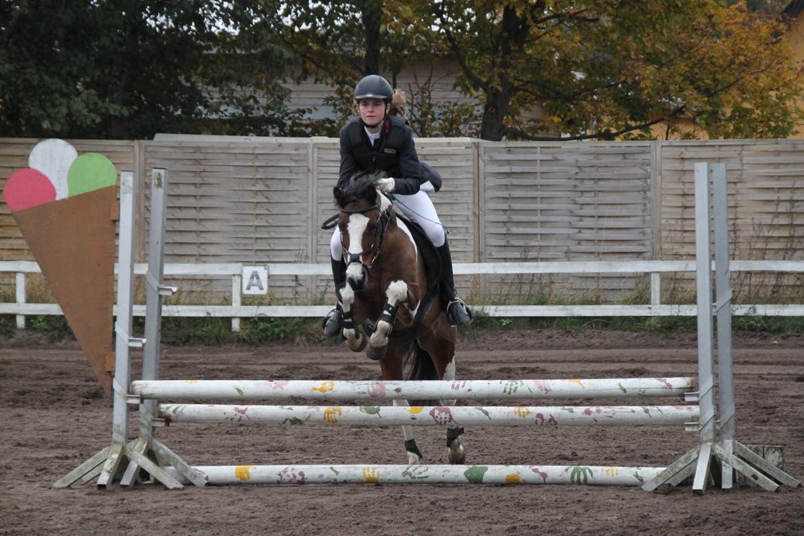 Pinto Bontje<3 (SOLGT) billede 11