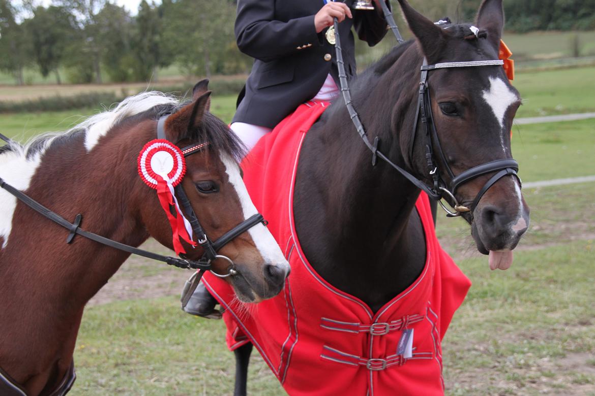 Pinto Bontje<3 (SOLGT) - bontje: kys mig nu bijou
bijou: hvor mange gange skal jeg sige det jeg gider ikke at kysse dig bontje<333 billede 9