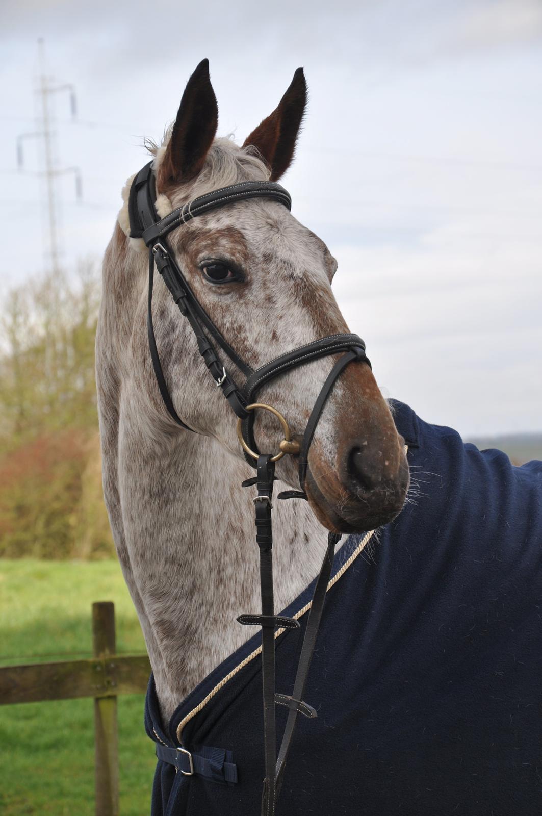 Appaloosa Cassiopaia - Selvtillid, charme og lækkert hår ♥ billede 4