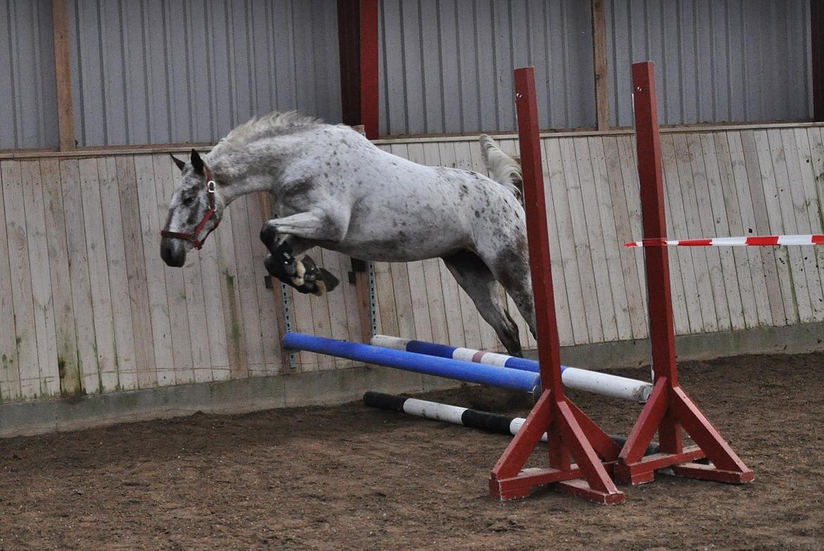 Appaloosa Cassiopaia - Første gang hun løsspringer. November 2012 billede 5
