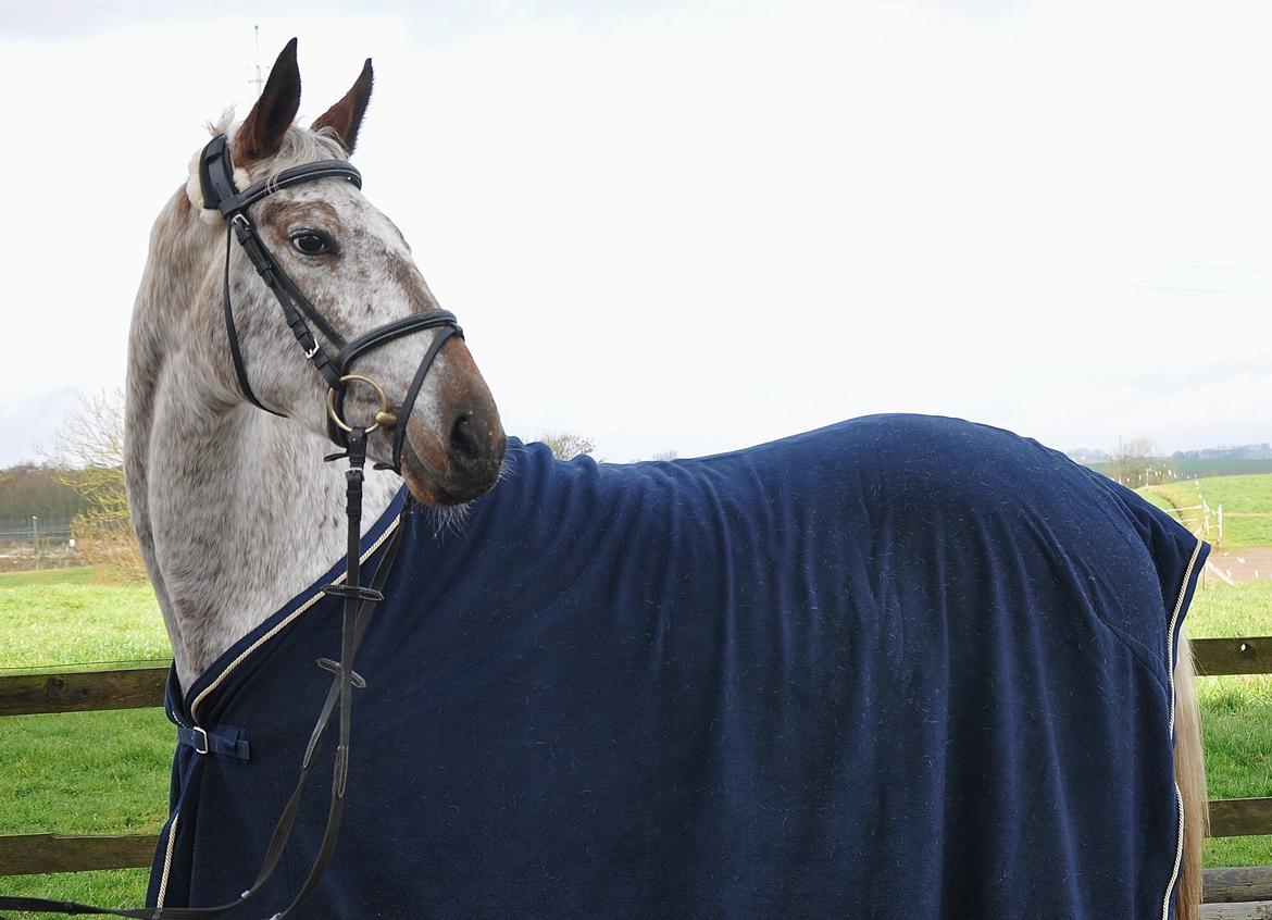 Appaloosa Cassiopaia - Smukke skat ♥ billede 7