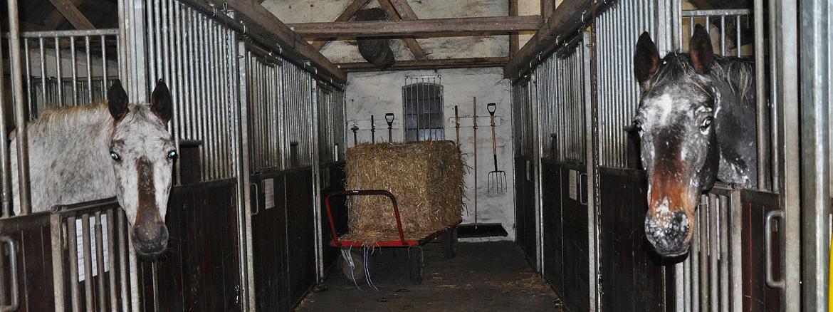 Appaloosa Cassiopaia - Mor og datter ♥ billede 11