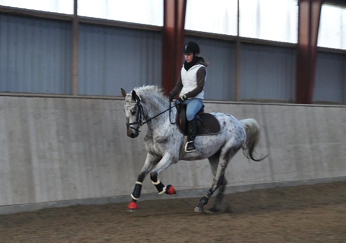 Appaloosa Cassiopaia - ♥ billede 2