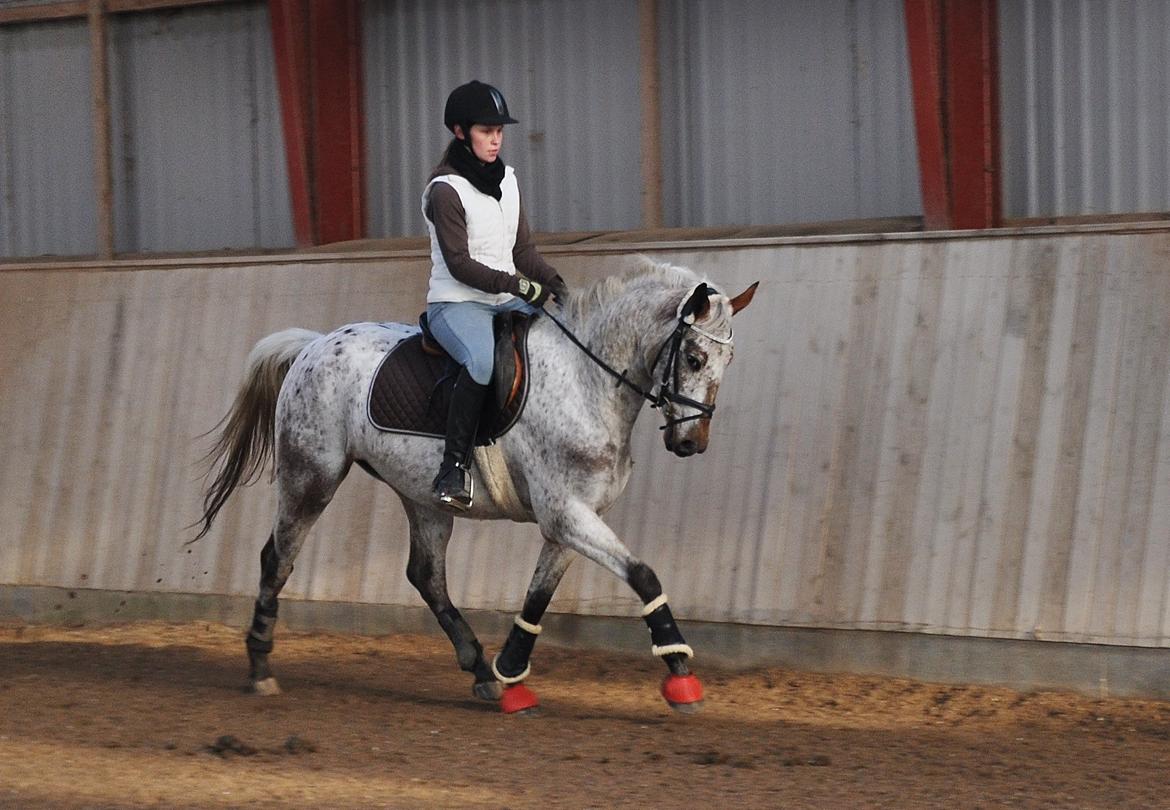 Appaloosa Cassiopaia - Træning d. 11/11-12 billede 3