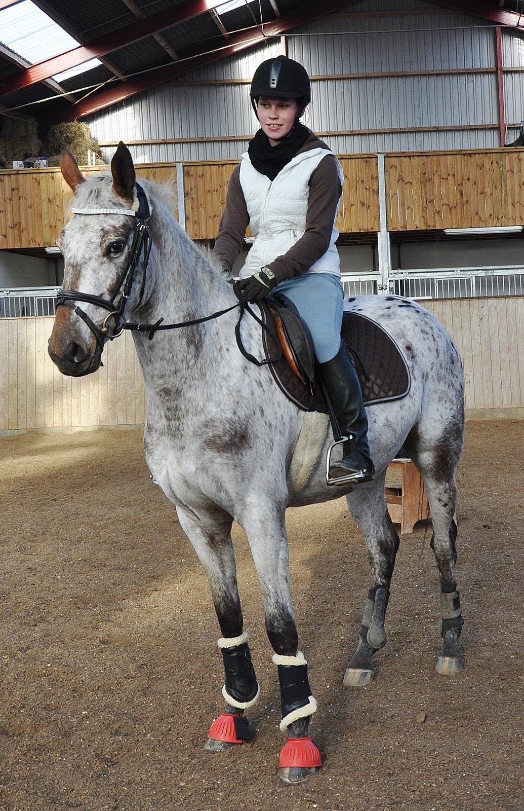 Appaloosa Cassiopaia - Store musse :-) billede 16